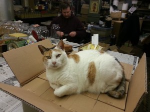 Peaches our shop cat